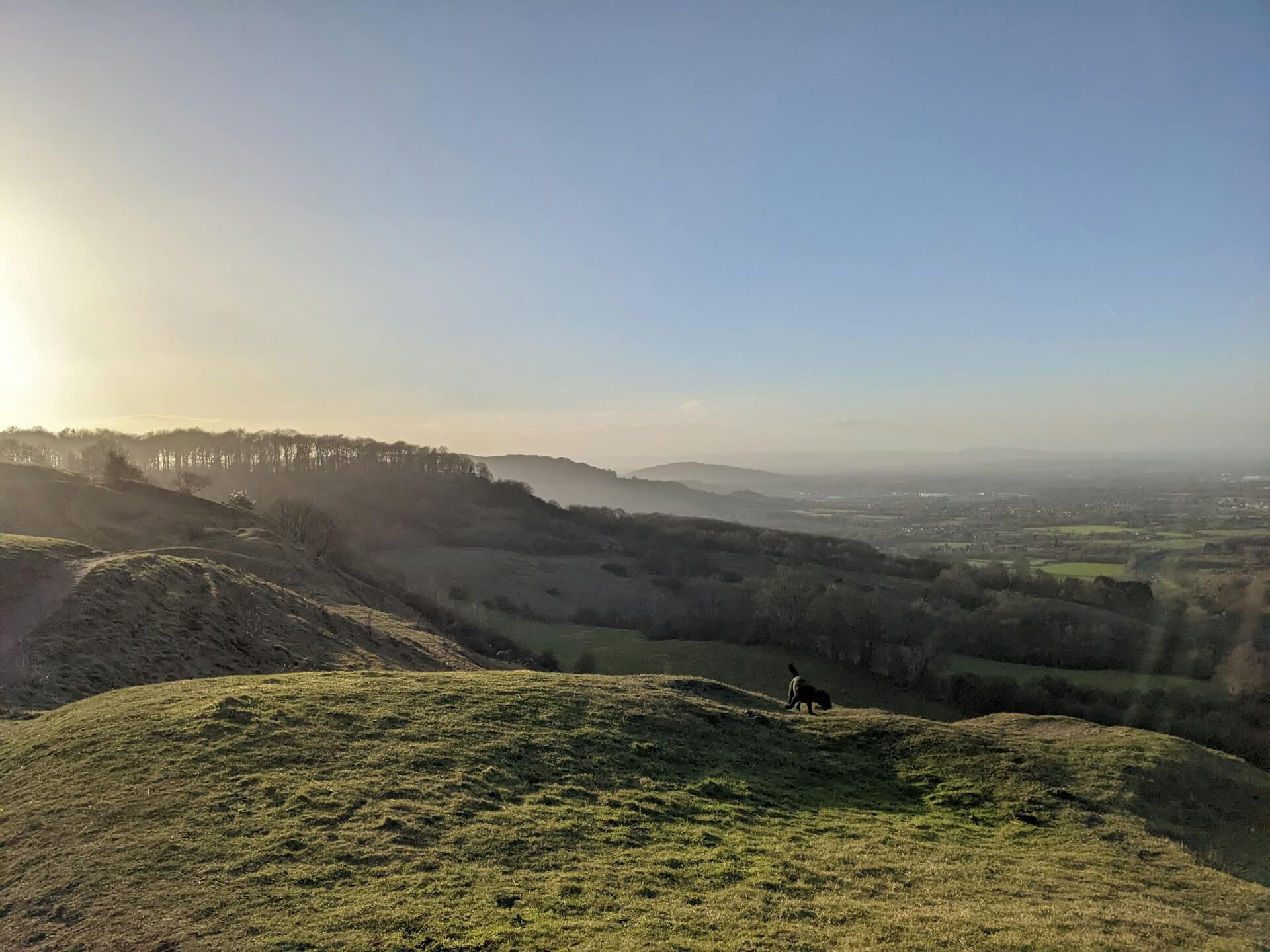 A black lab explores a hillside on a dog friendly walk in Birdlip, Gloucestershire.