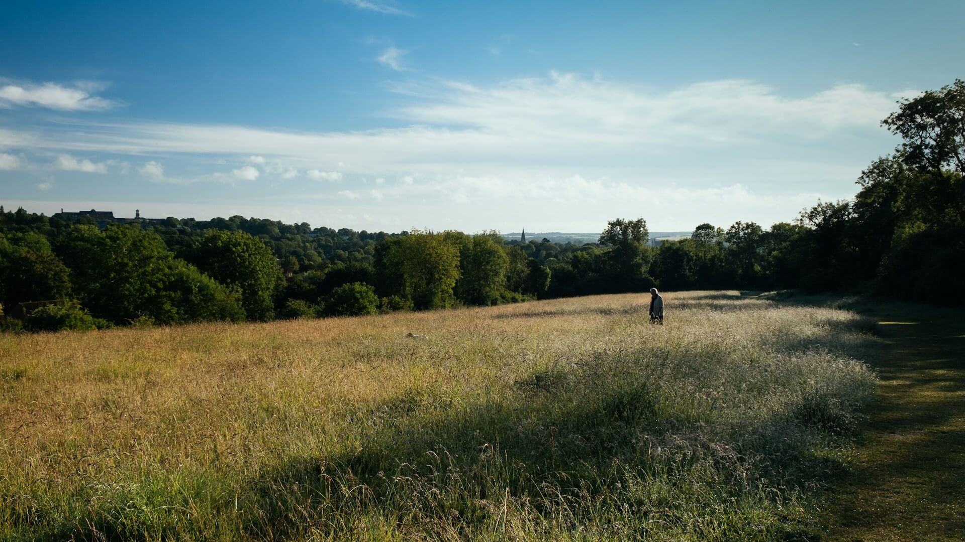 A man walks his dog through a field of wheat on a dog friendly walk in Hampshire