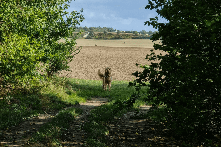 A dog pauses in the open clearing of a forest leading out into a recently plowed field on a dog friendly walk in Hertfordshire