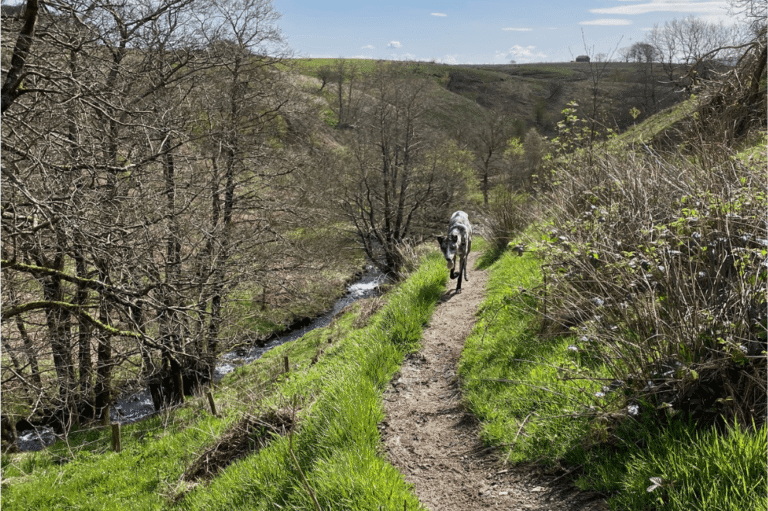 A merle lurcher enjoys a dog friendly walking trail in Lancashire