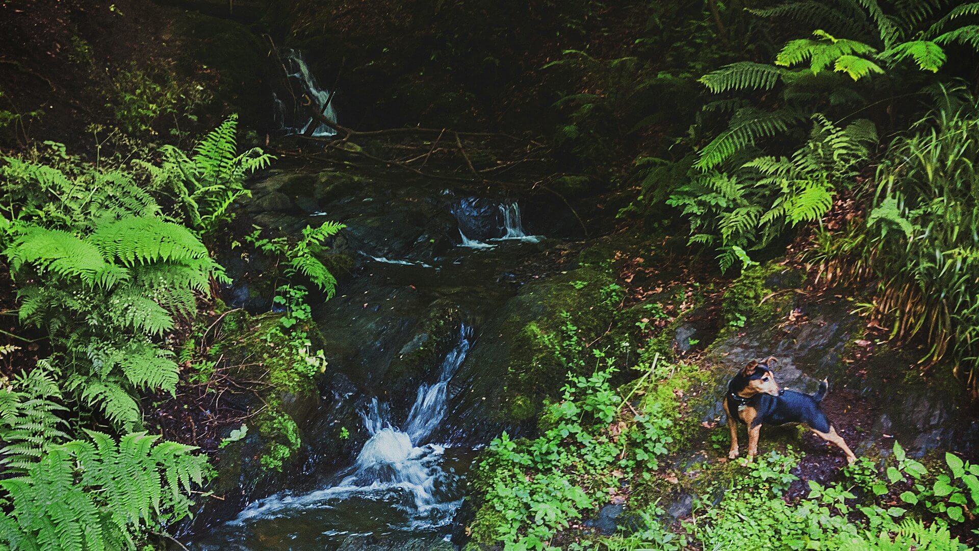 A jack russell dog explores a waterfall on a dog friendly walk in Cregagh Glen, Belfast, Northern Ireland