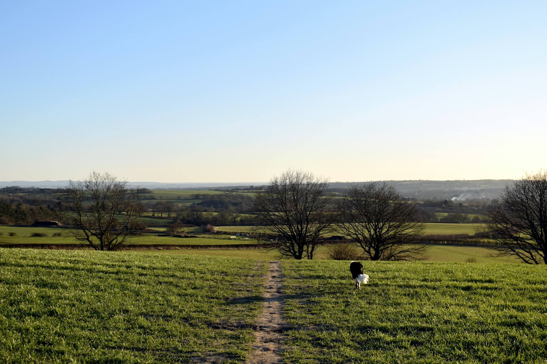 A dog walks ahead on a dog friendly walk through a Nottinghamshire field