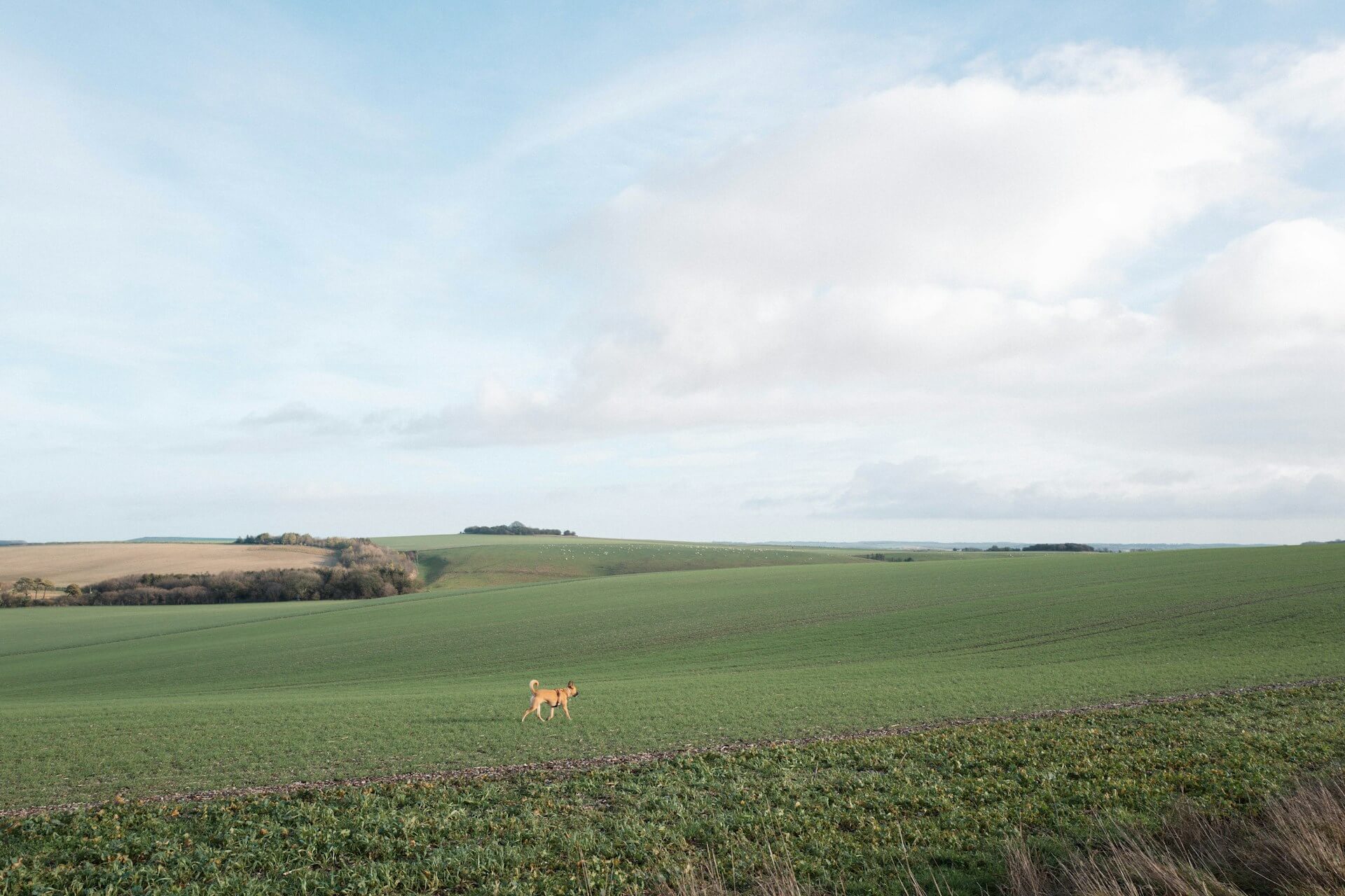 A dog walks through a field in Oxfordshire during a dog friendly walk