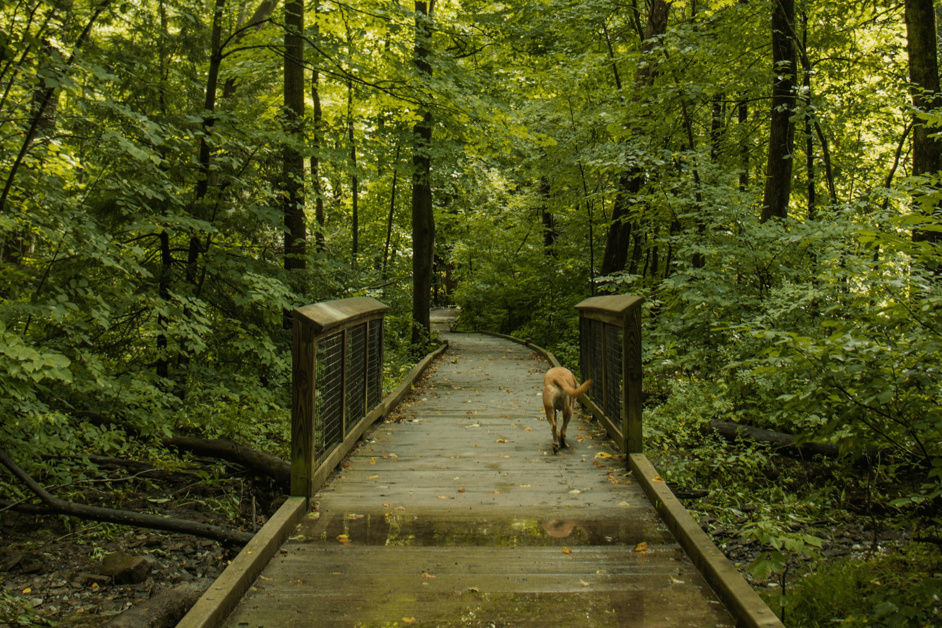 A dog enjoys a woodland walk on a boardwalk in Shropshire