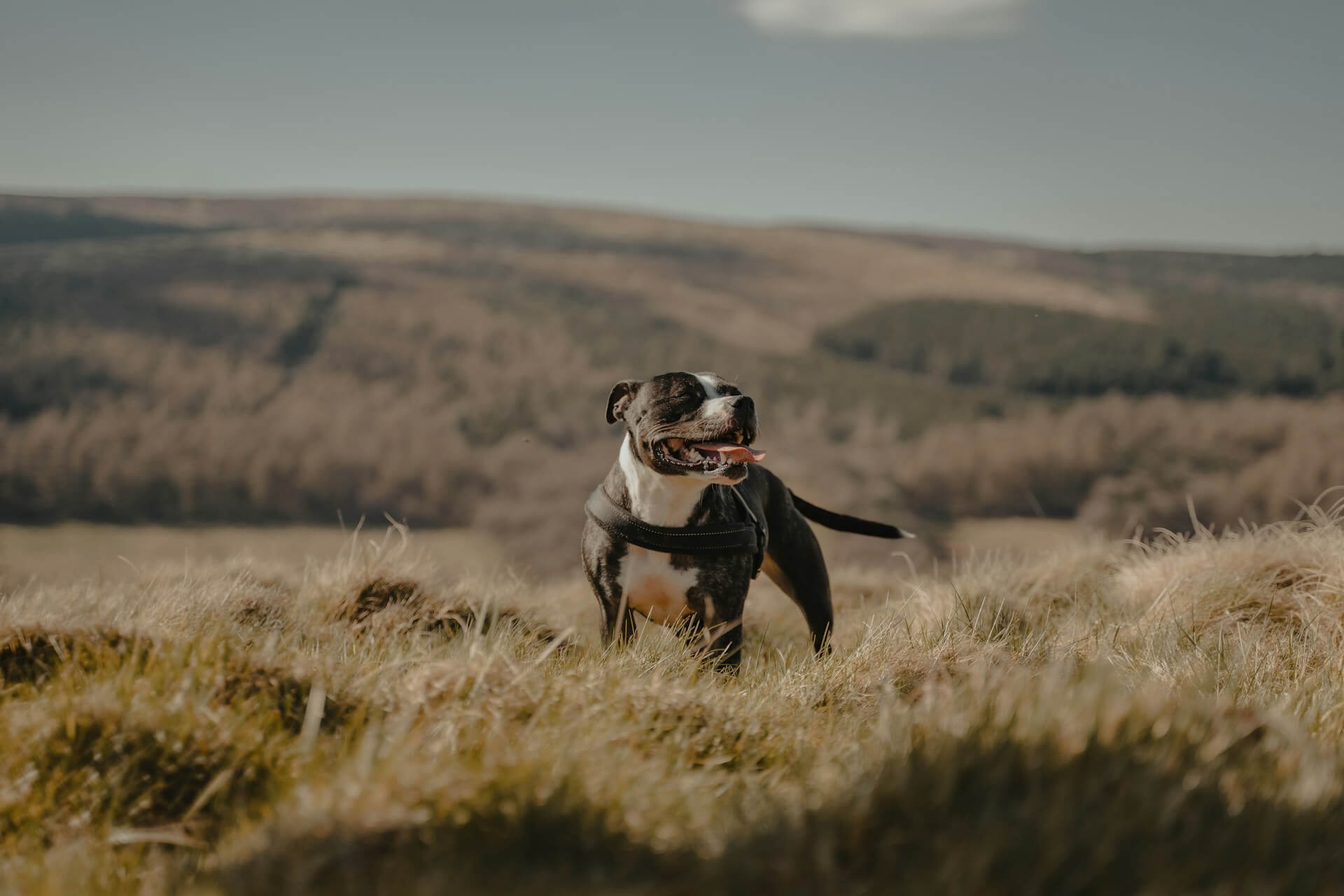 A dog enjoys a dog friendly walk on the moorland in Autumn, in Staffordshire, UK