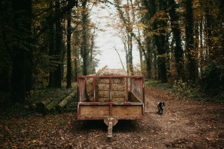 A dog enjoys a dog friendly woodland walk in Suffolk