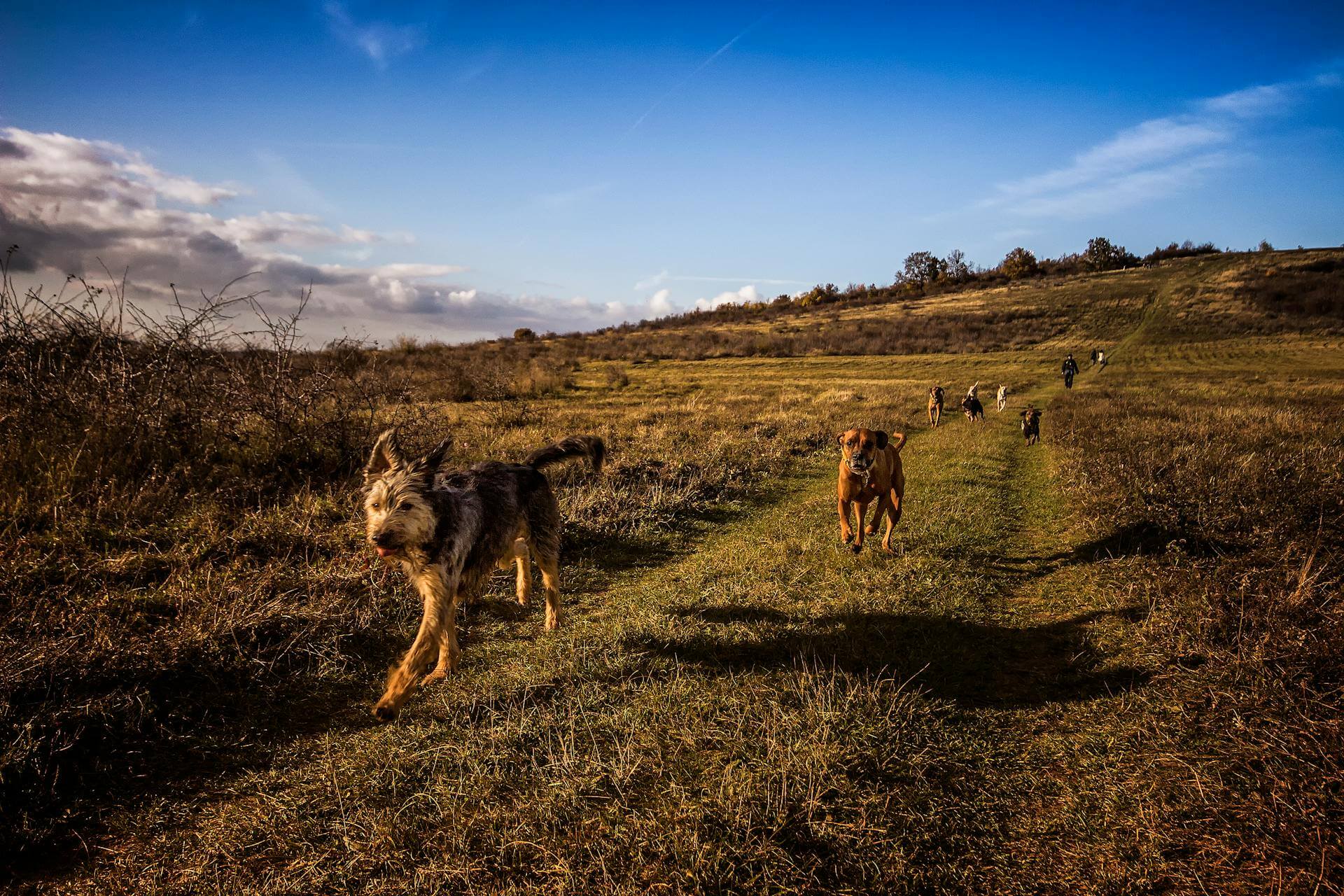 A group of dogs enjoye a dog friendly walk through the Warwockshire countyside on a sunny day