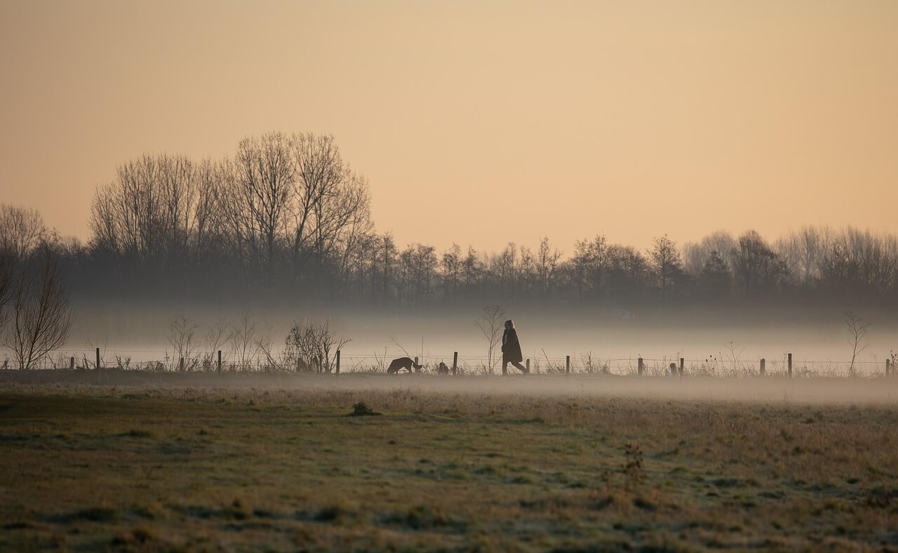 A friendly dog and its owner take a misty twilight walk through a field in Wiltshire