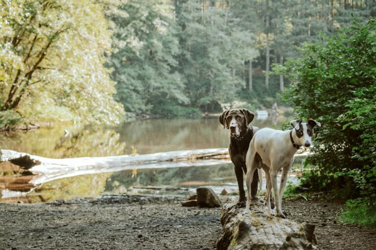2 dogs pose by a pond on a dog friendly walk in the Worcestershire woodland