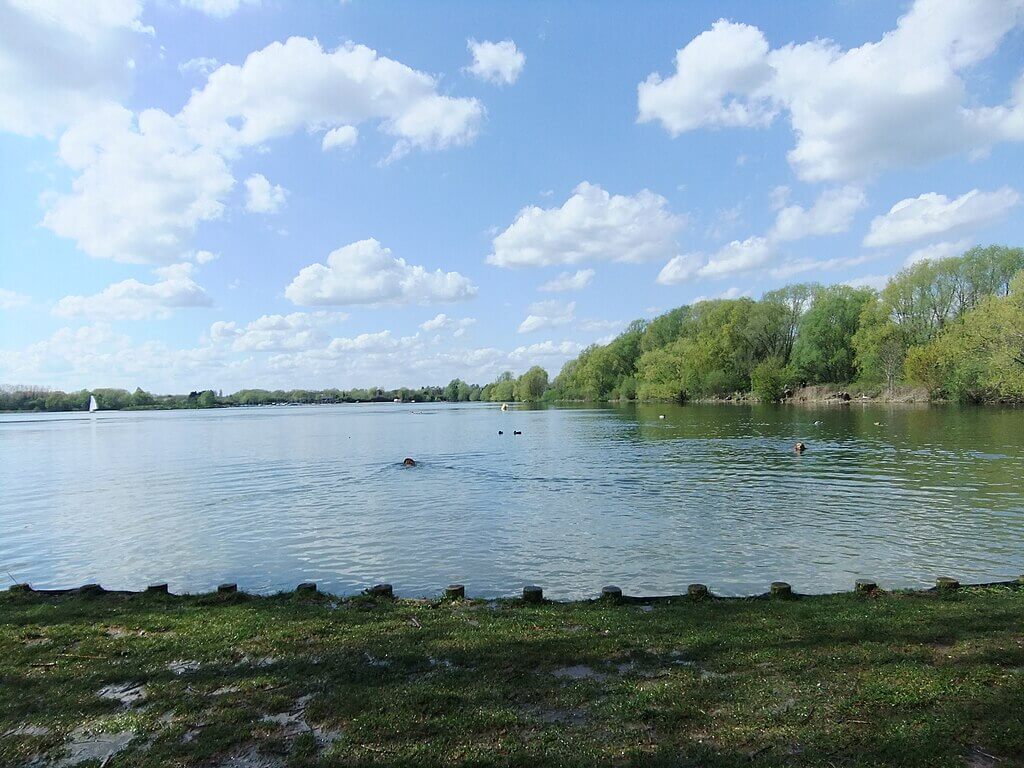 Dogs swimming in the lake at Priory Country Park during a dog friendly walk in Bedfordshire