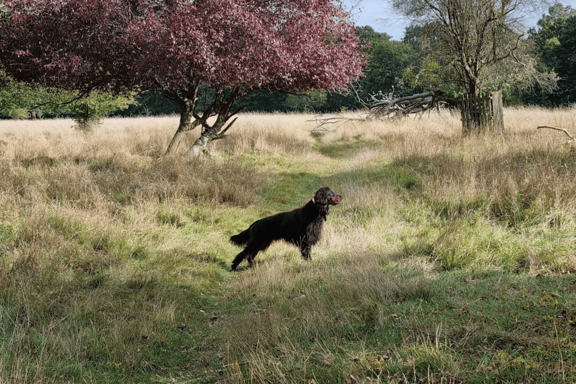 A dog looks alert in a field surrounded by trees on a dog friendly walk in Bedfordshire on a Summer's Day