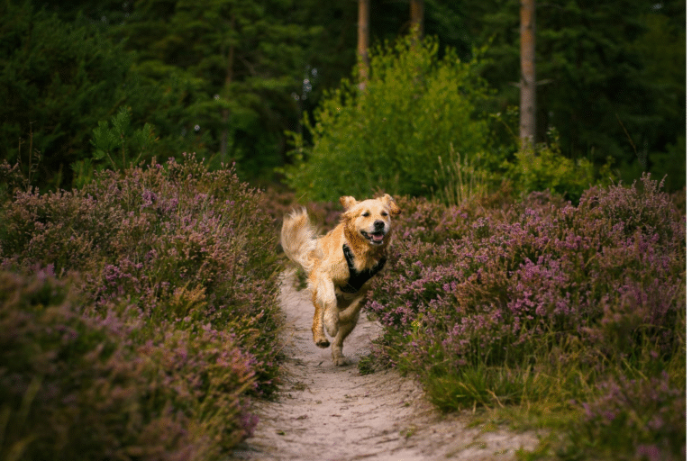 A golden retriever charges down a trail surrounded by heather on both sides on a dog friendly walk in Berkshire