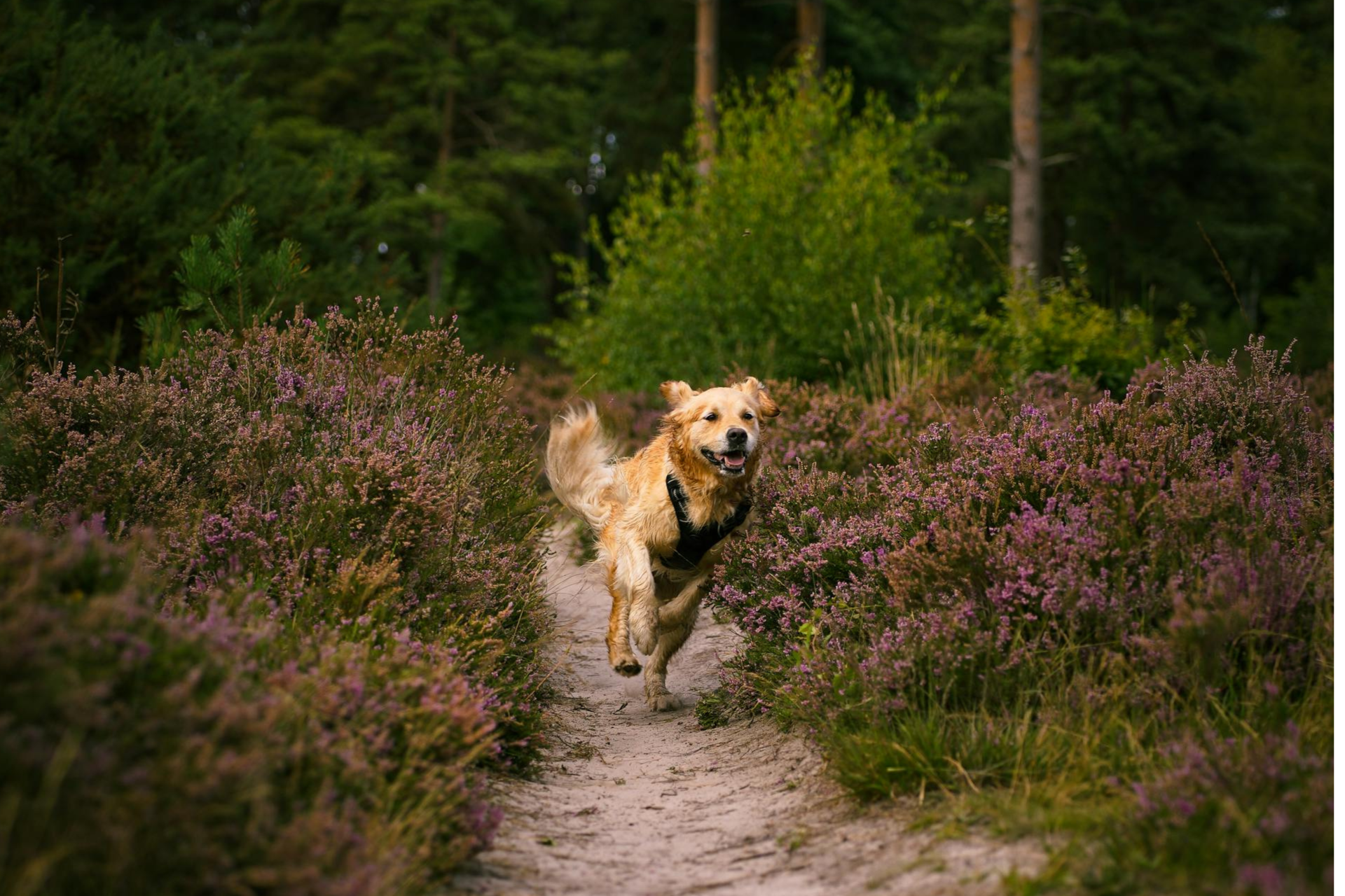 A golden retriever charges down a trail surrounded by heather on both sides on a dog friendly walk in Berkshire