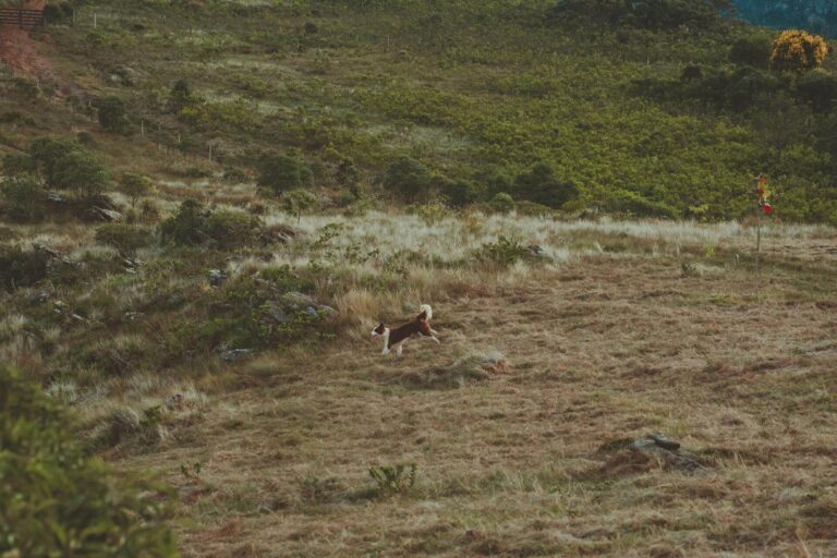 A dog charges across an open field on a dog friendly walk in Buckinghamshire