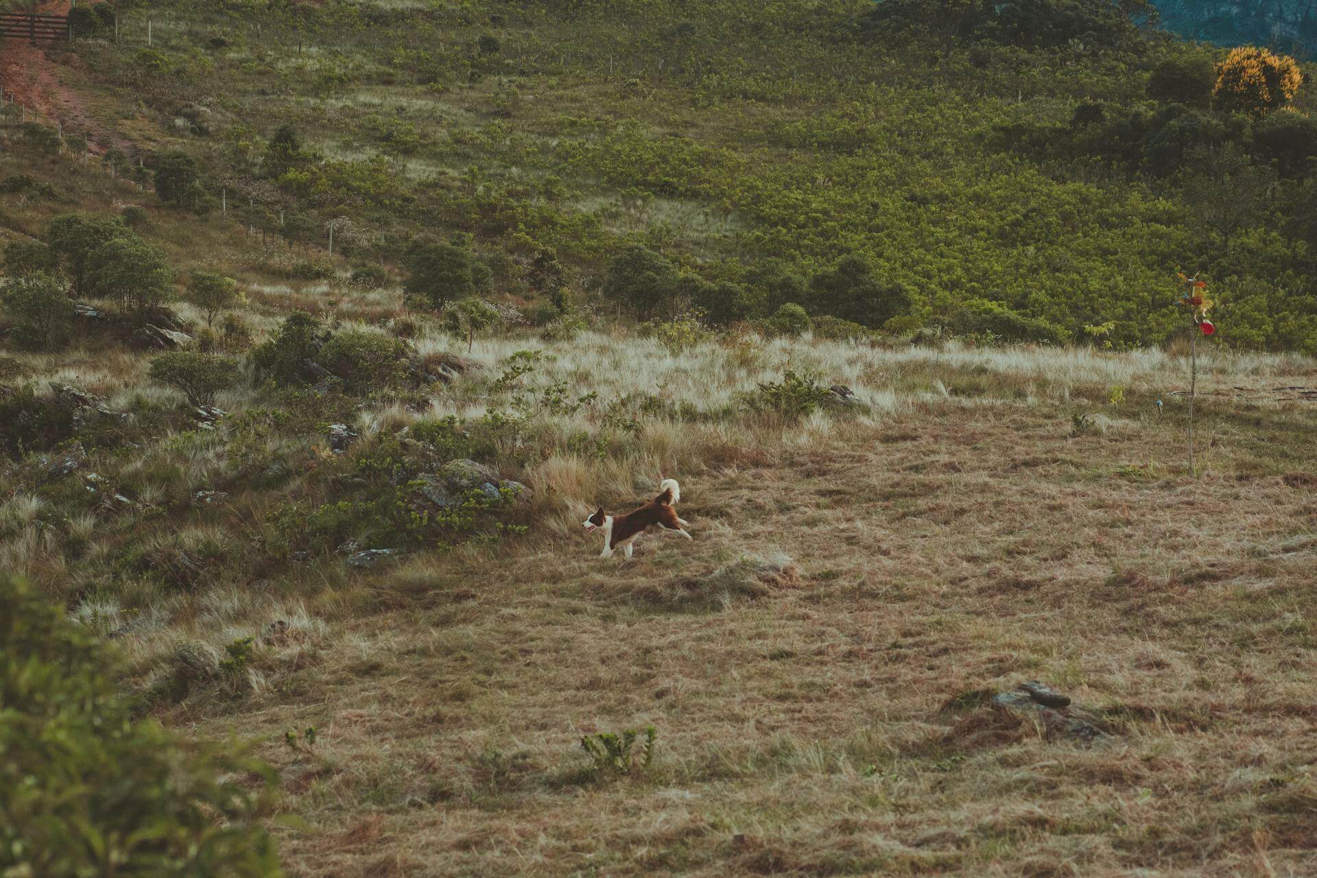 A dog charges across an open field on a dog friendly walk in Buckinghamshire