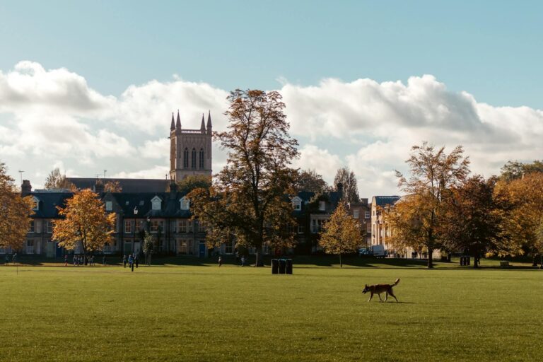 A dog walks across a field with Cambridge town in the background during a dog friendly walk in Cambridgeshire