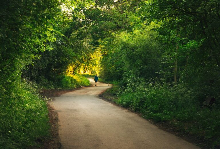 A dog and their owner walk a woodland trail on a dog friendly walk in Herefordshire
