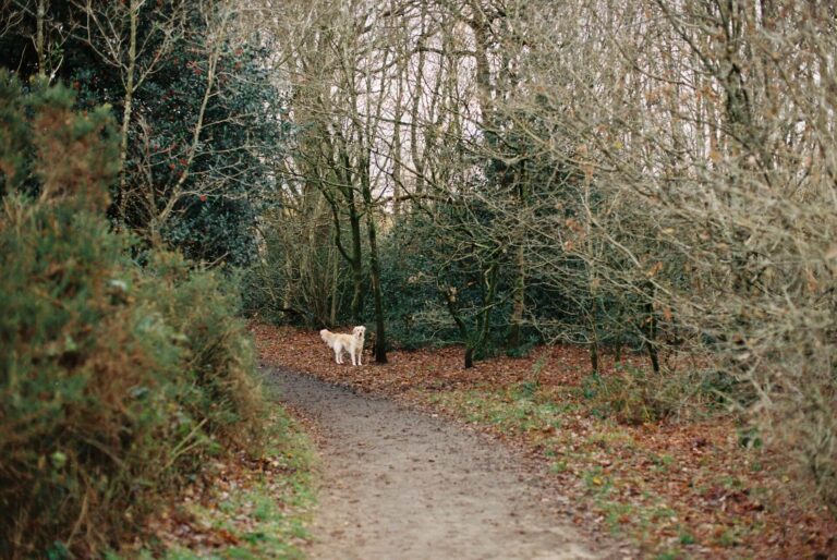 A labrador dog stands on a trail in a forest on a dog friendly walk in Northamptonshire