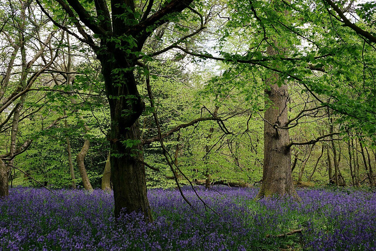 Bluebell Wood and Banstead Woods Circular