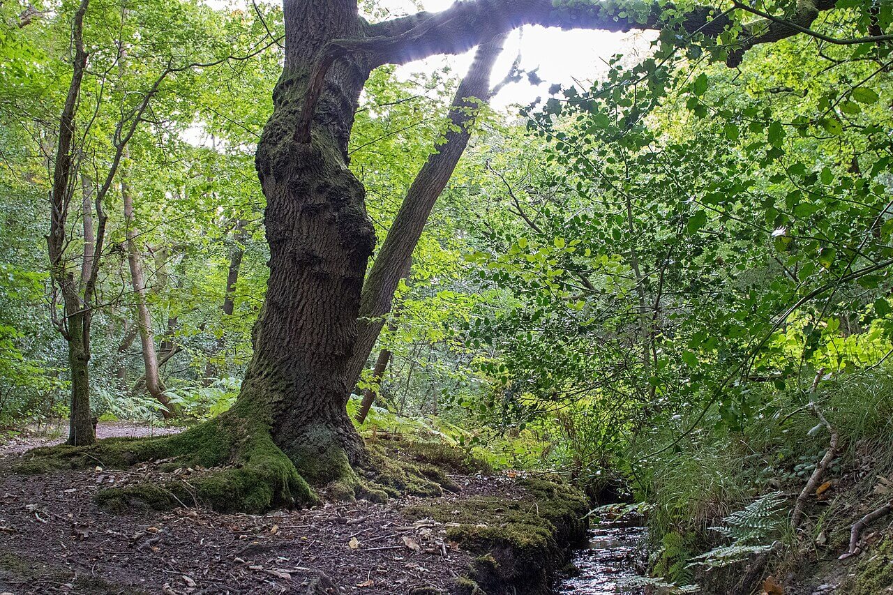Danbury Ridge and Little Baddow Circular