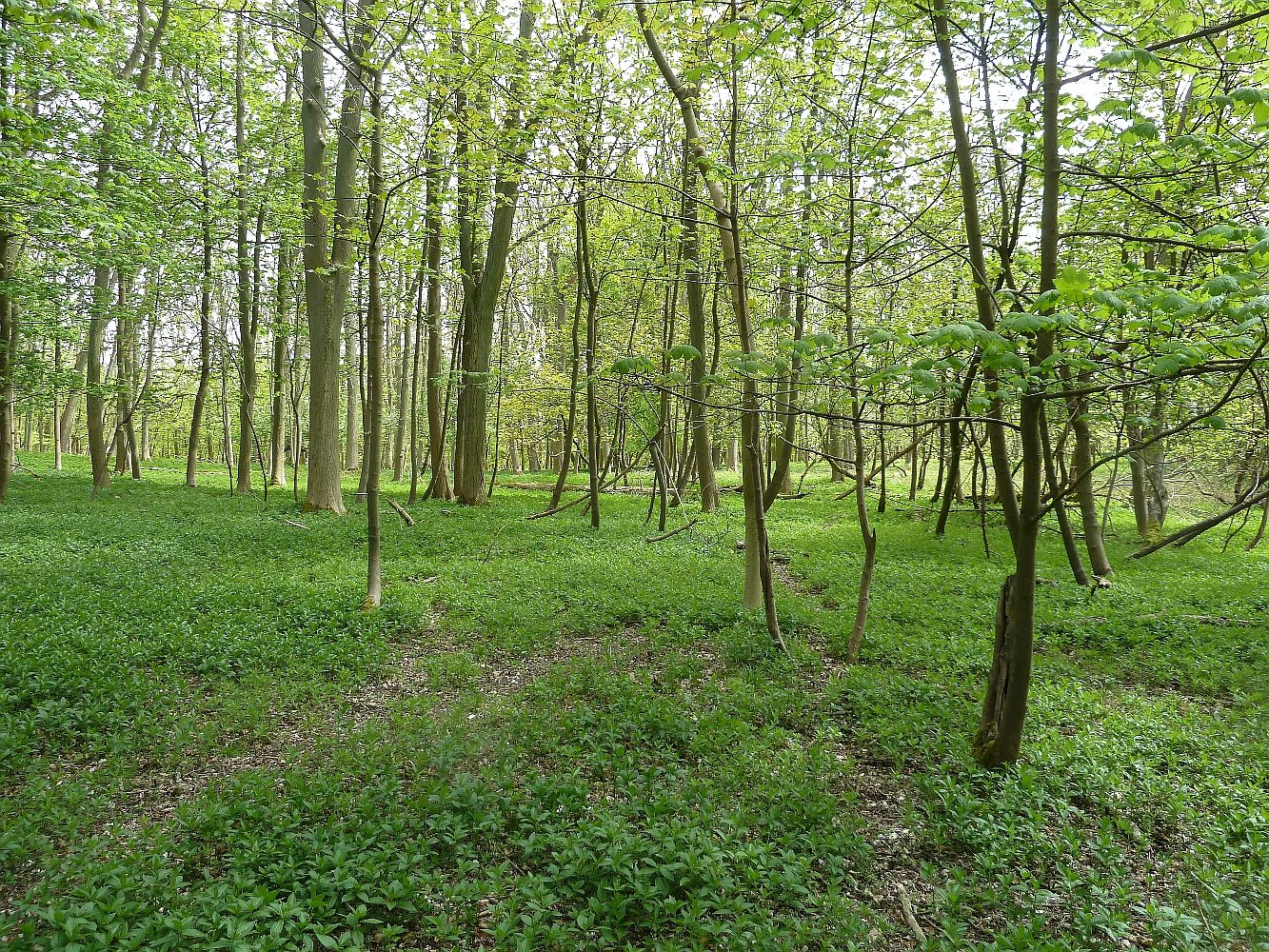 Aldbury Nowers and Tring Park Circular