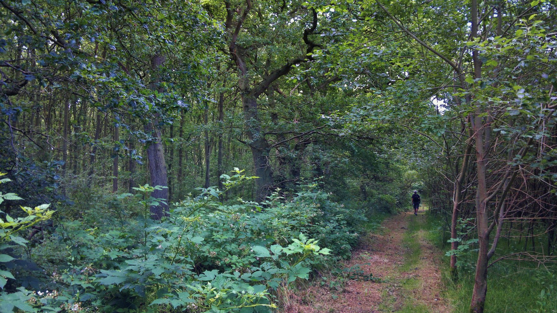 Bardney Limewoods Nature Reserve Walk