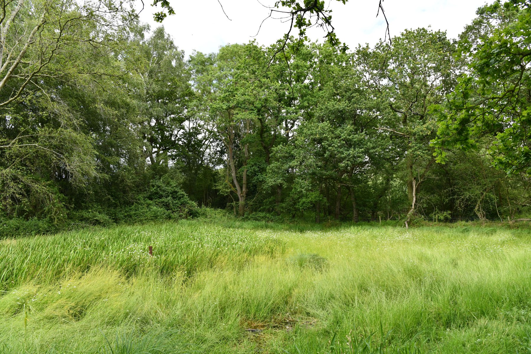 Breckland: Thetford Forest Pingo Trail