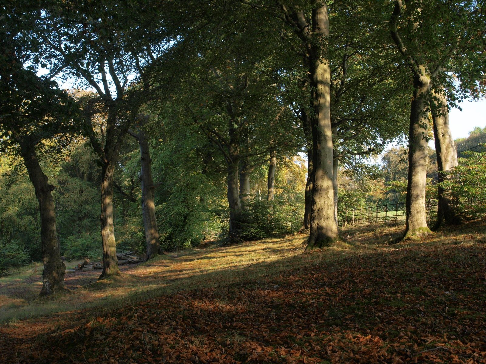 Cathkin Braes Country Park Circuit