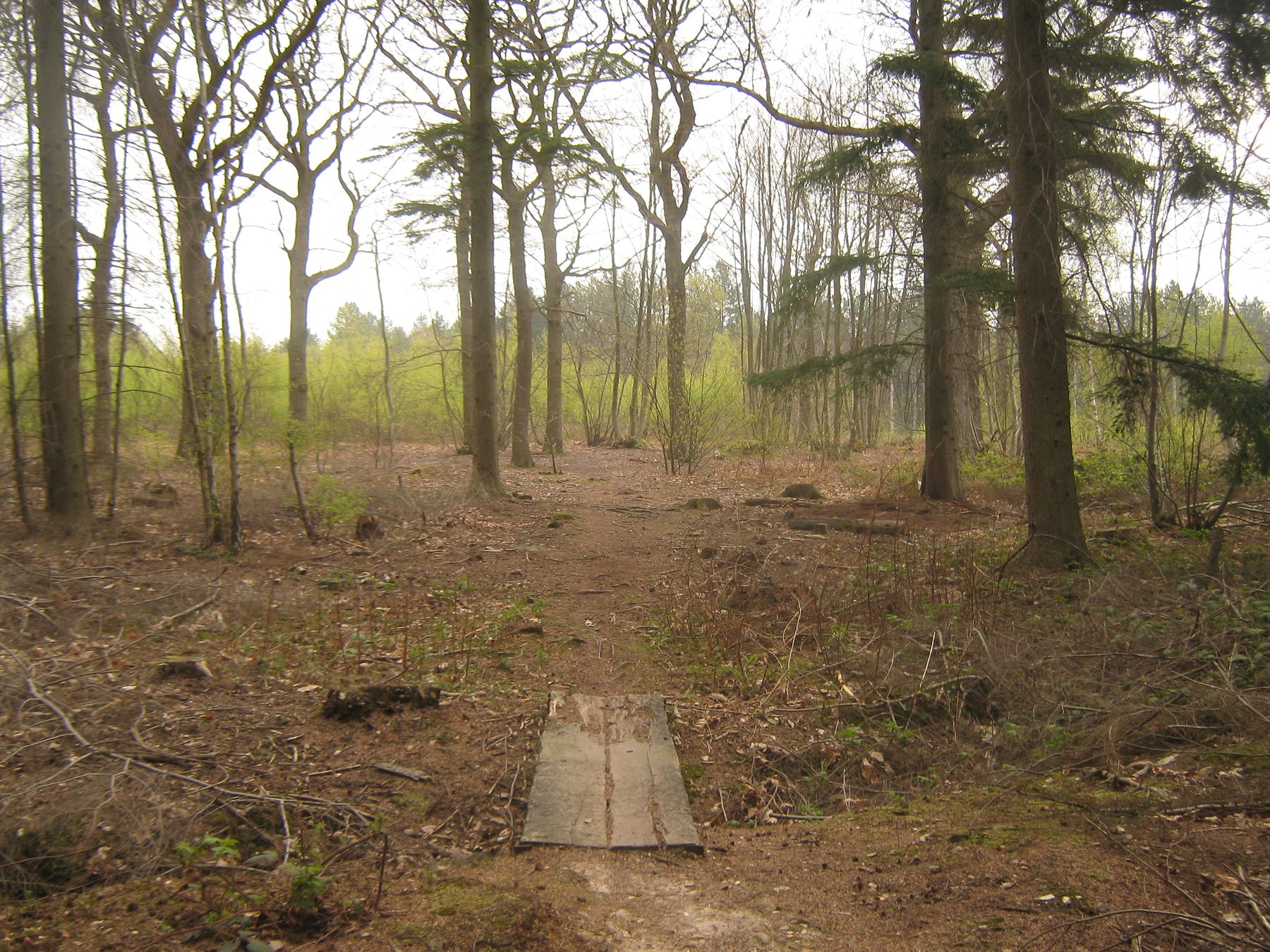 Clowes Wood and New Fallings Coppice