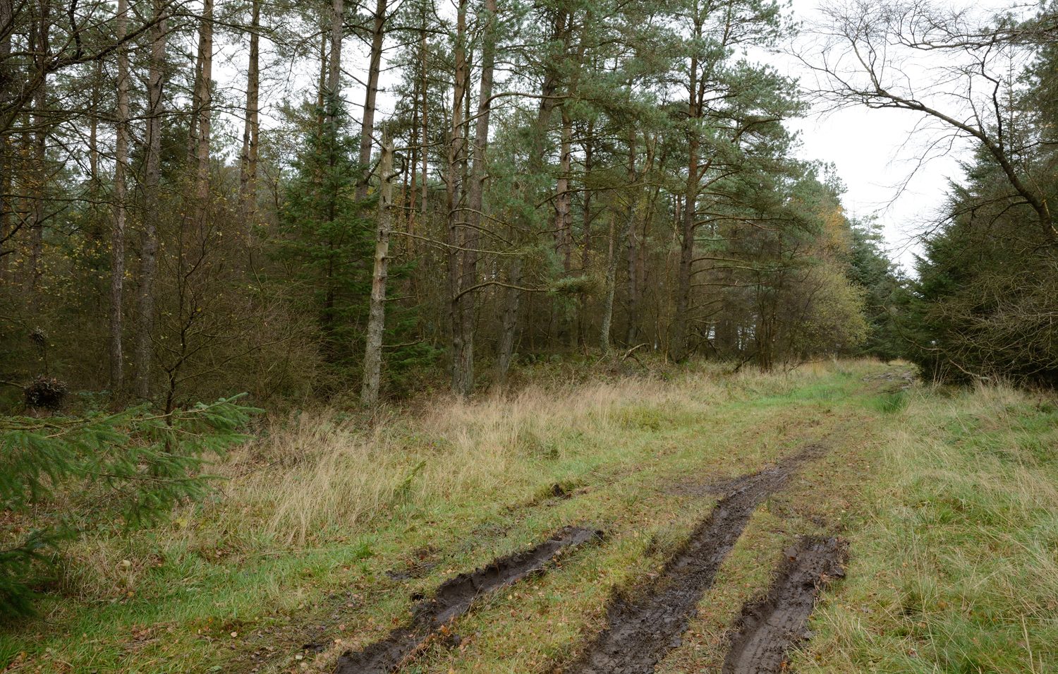 Cropton Forest Circular Walk