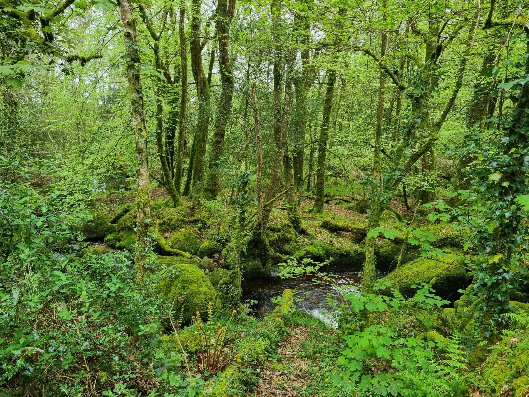 Dartmoor: Becky Falls and Manaton Circular