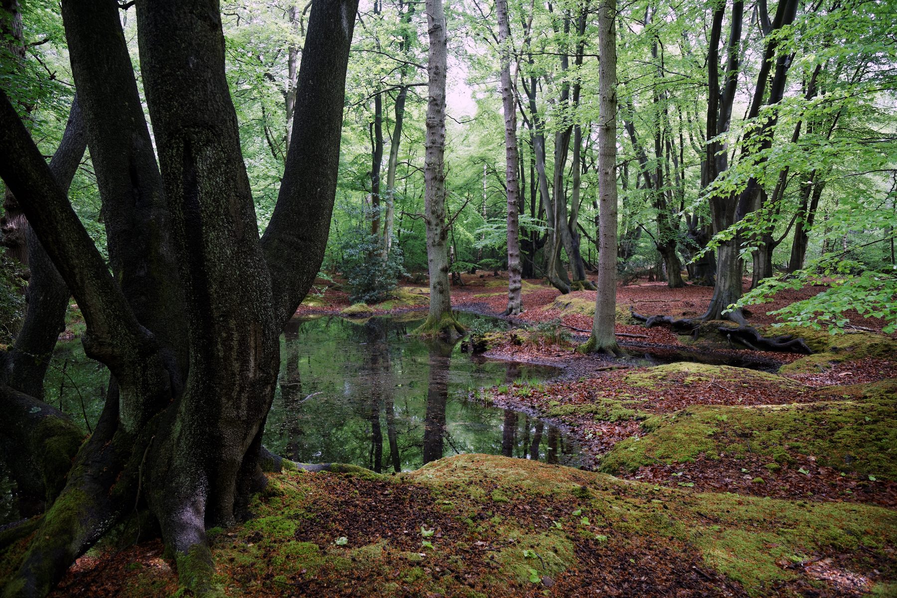 Epping Forest Extended Circuit from Chingford