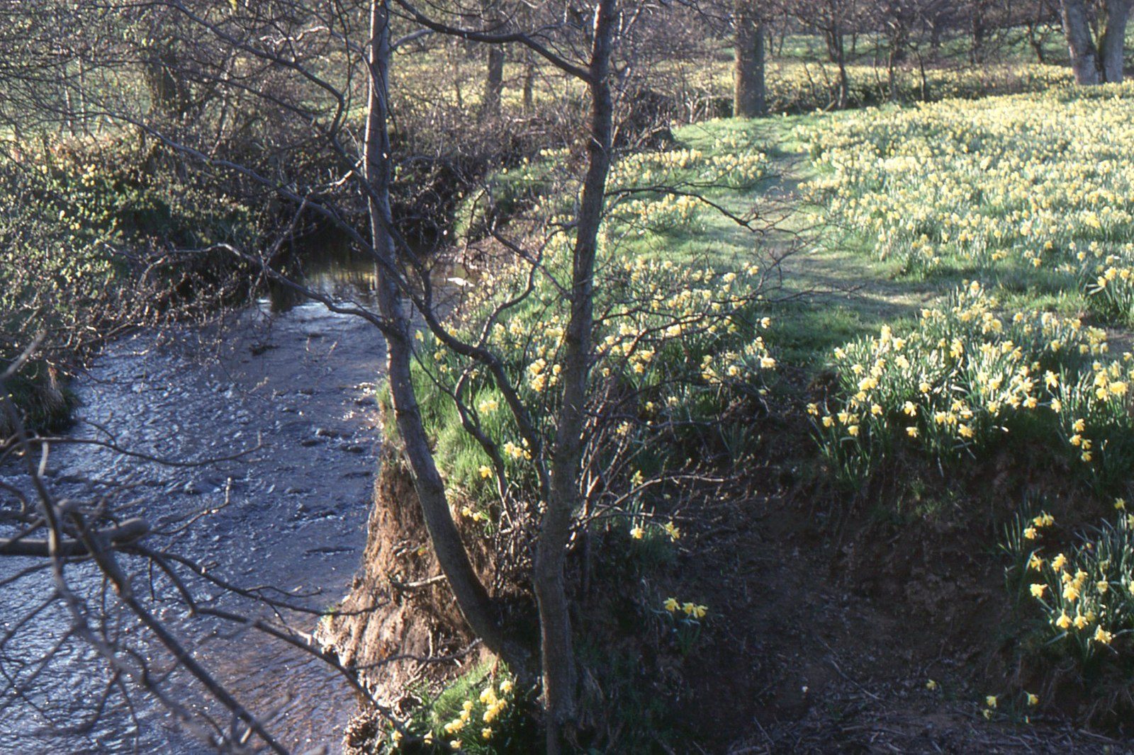 Farndale Daffodil Walk and River Dove Circuit