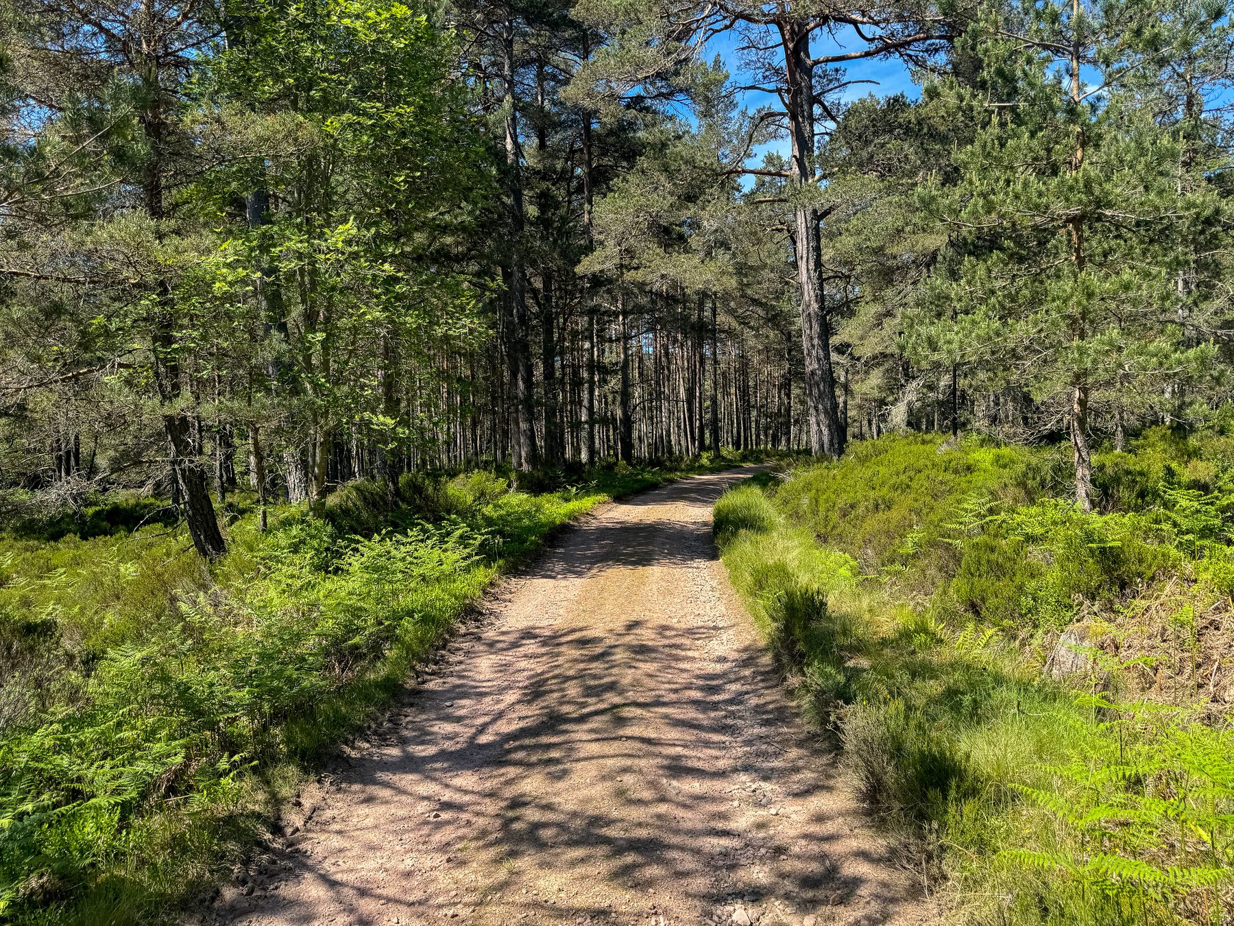 Glen Tanar Circular Walk