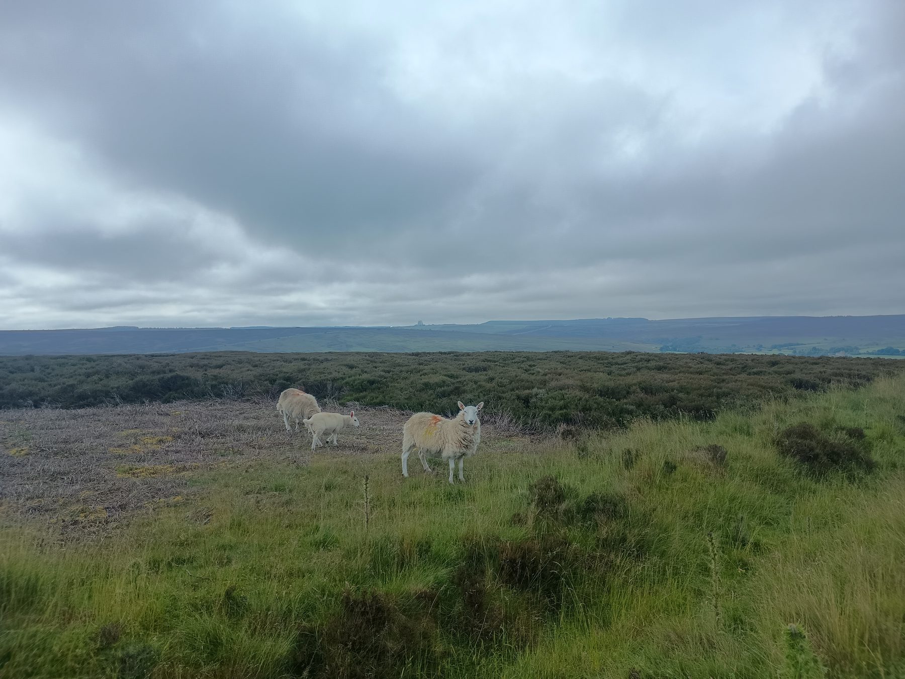 Goathland Moor and Mallyan Spout Walk