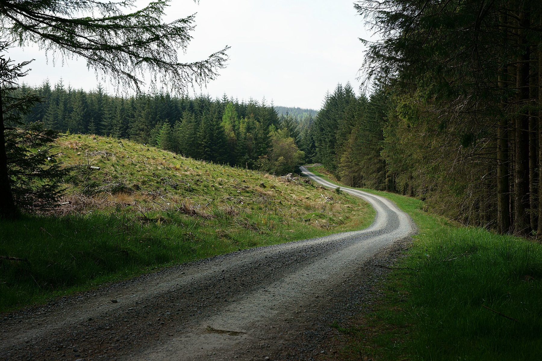 Grizedale Forest Red Squirrel Trail