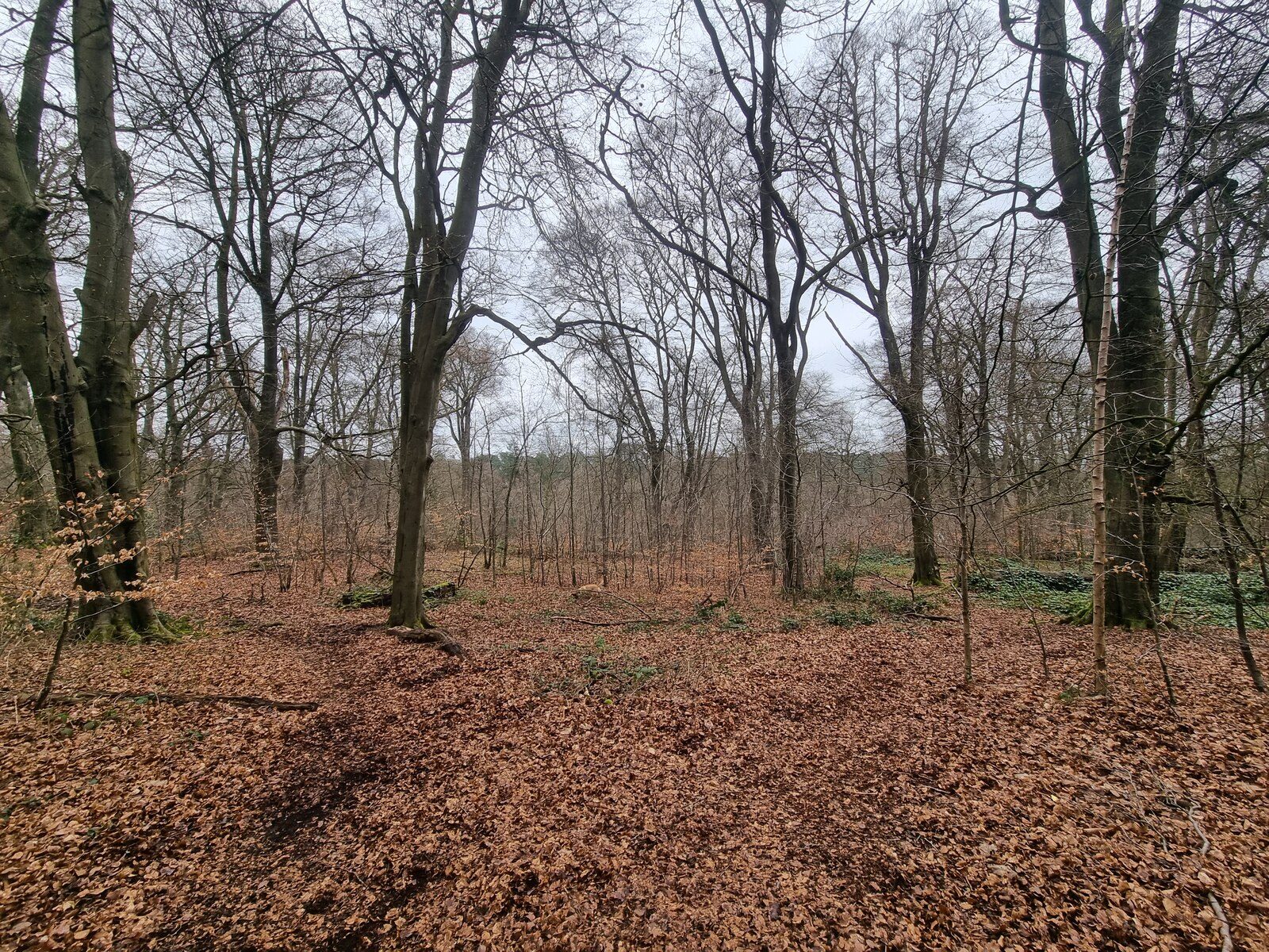 Lickey Hills Country Park Circular Walk
