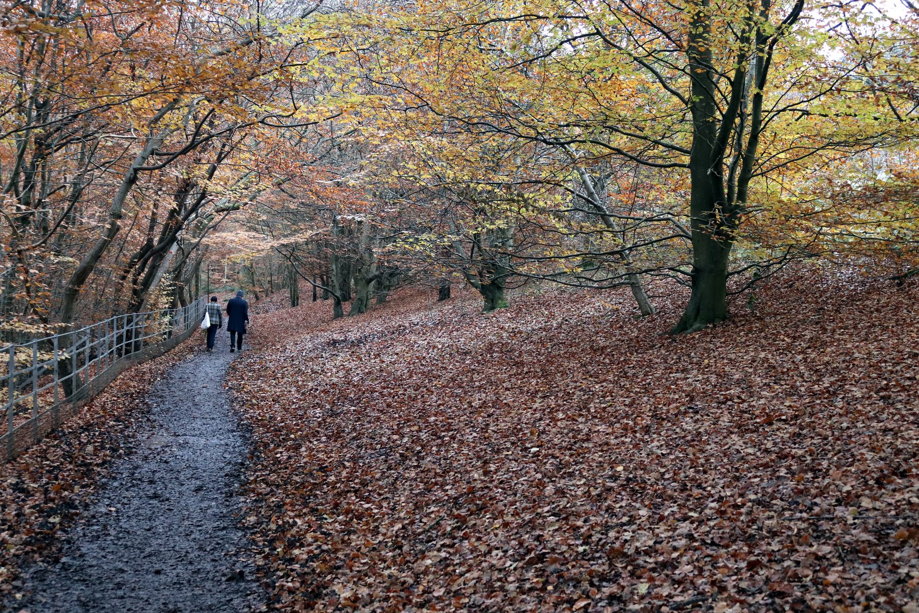 Linn Park Woodland Walk, Glasgow