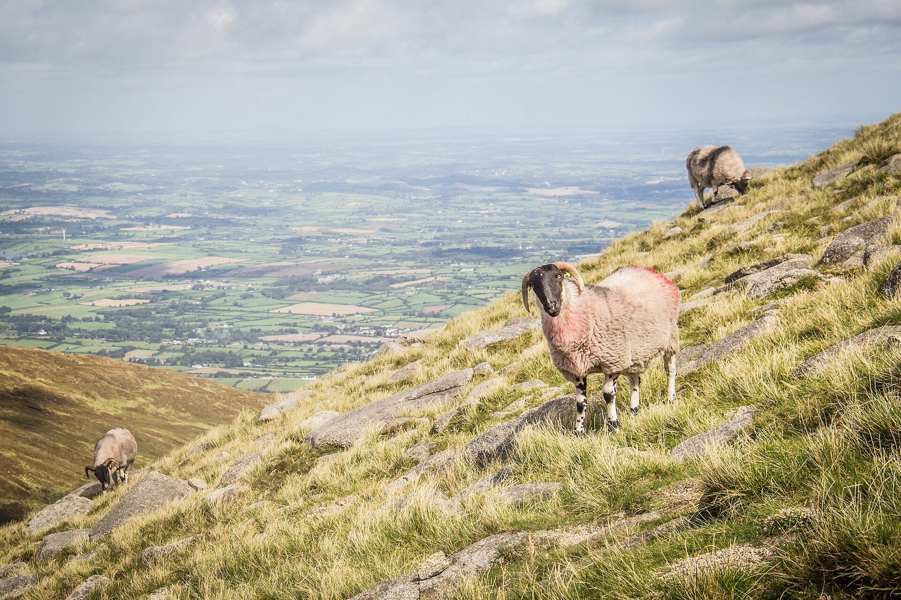 Mourne Mountains: Slieve Commedagh from Newcastle
