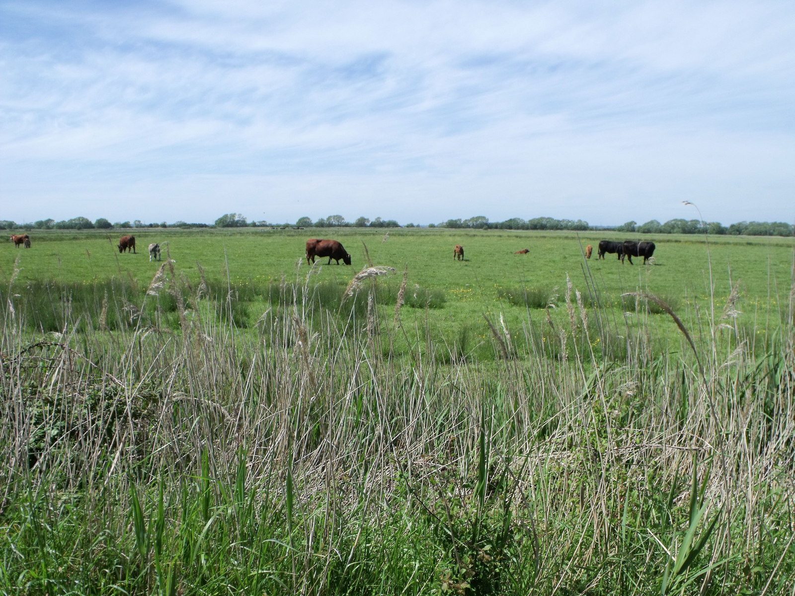 Pevensey Levels Circular Walk