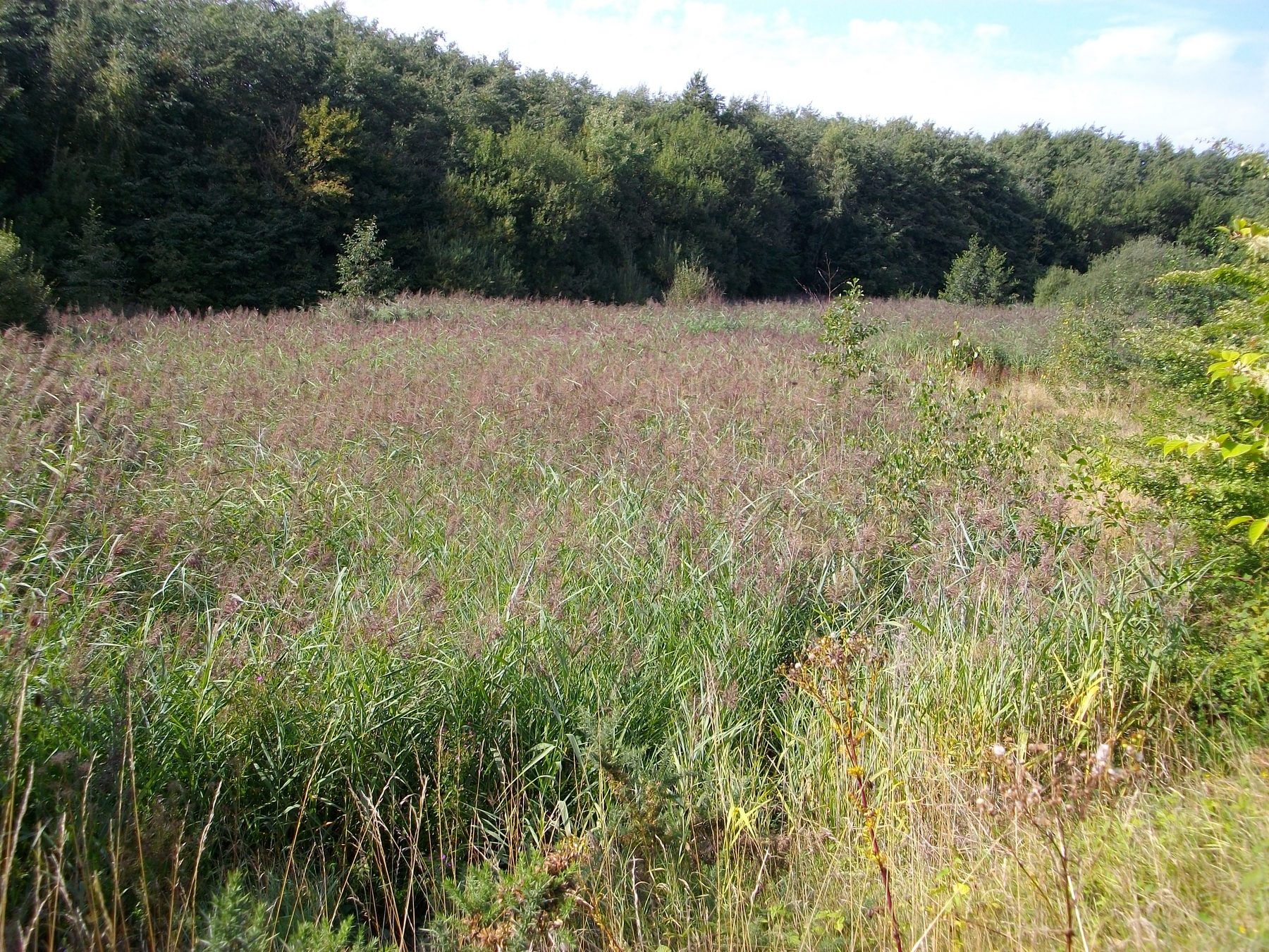Saltwells Nature Reserve Circular