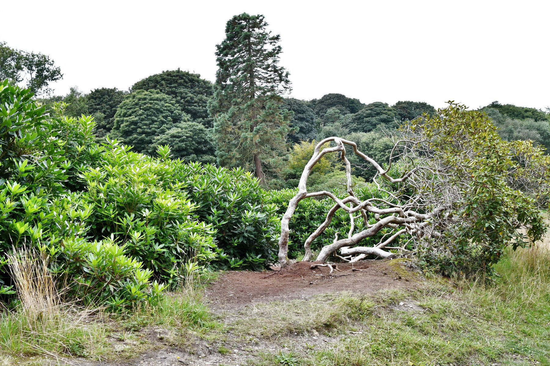 Sheringham Park Rhododendron Walk