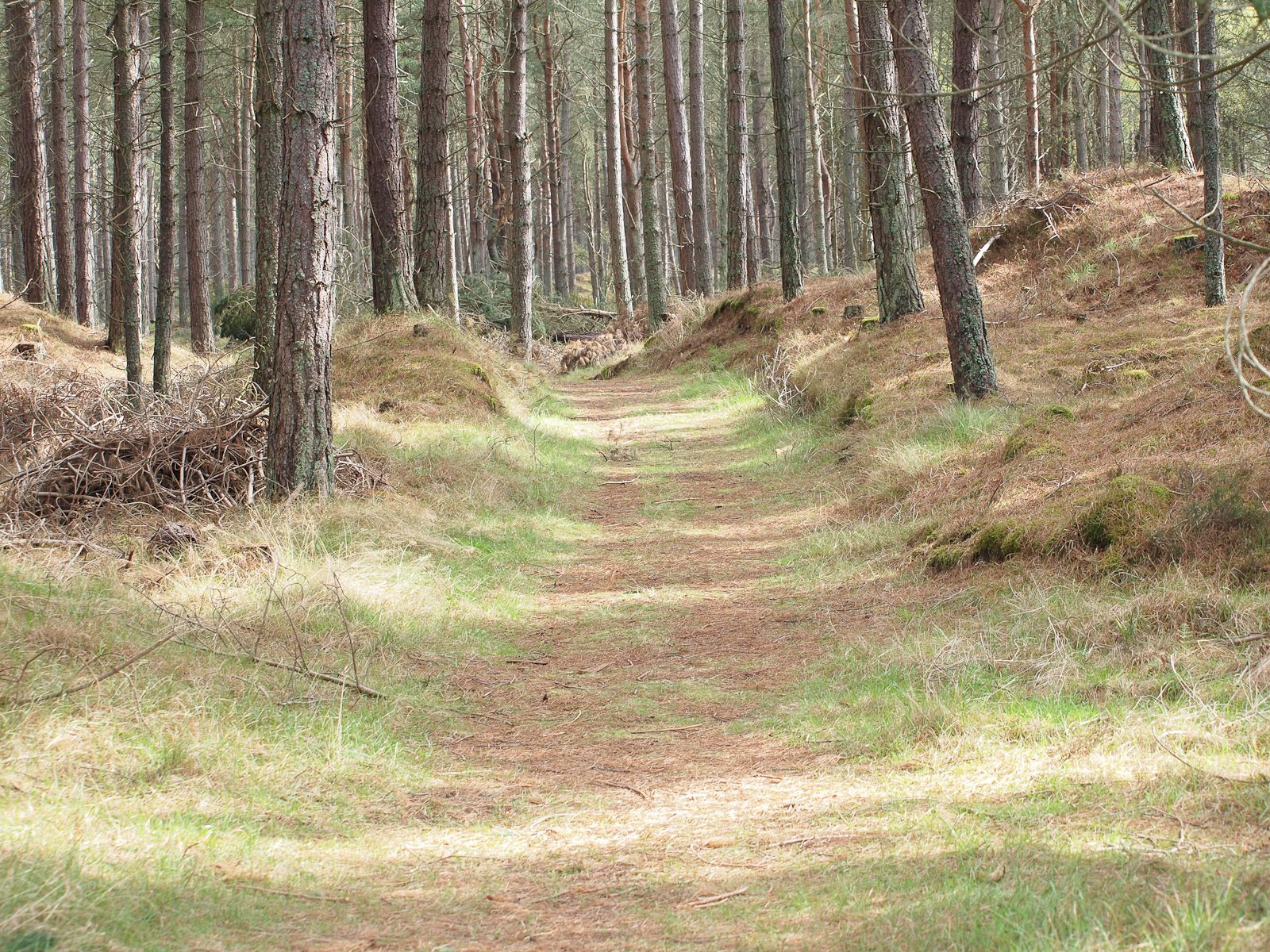 Tentsmuir Forest and Beach Walk