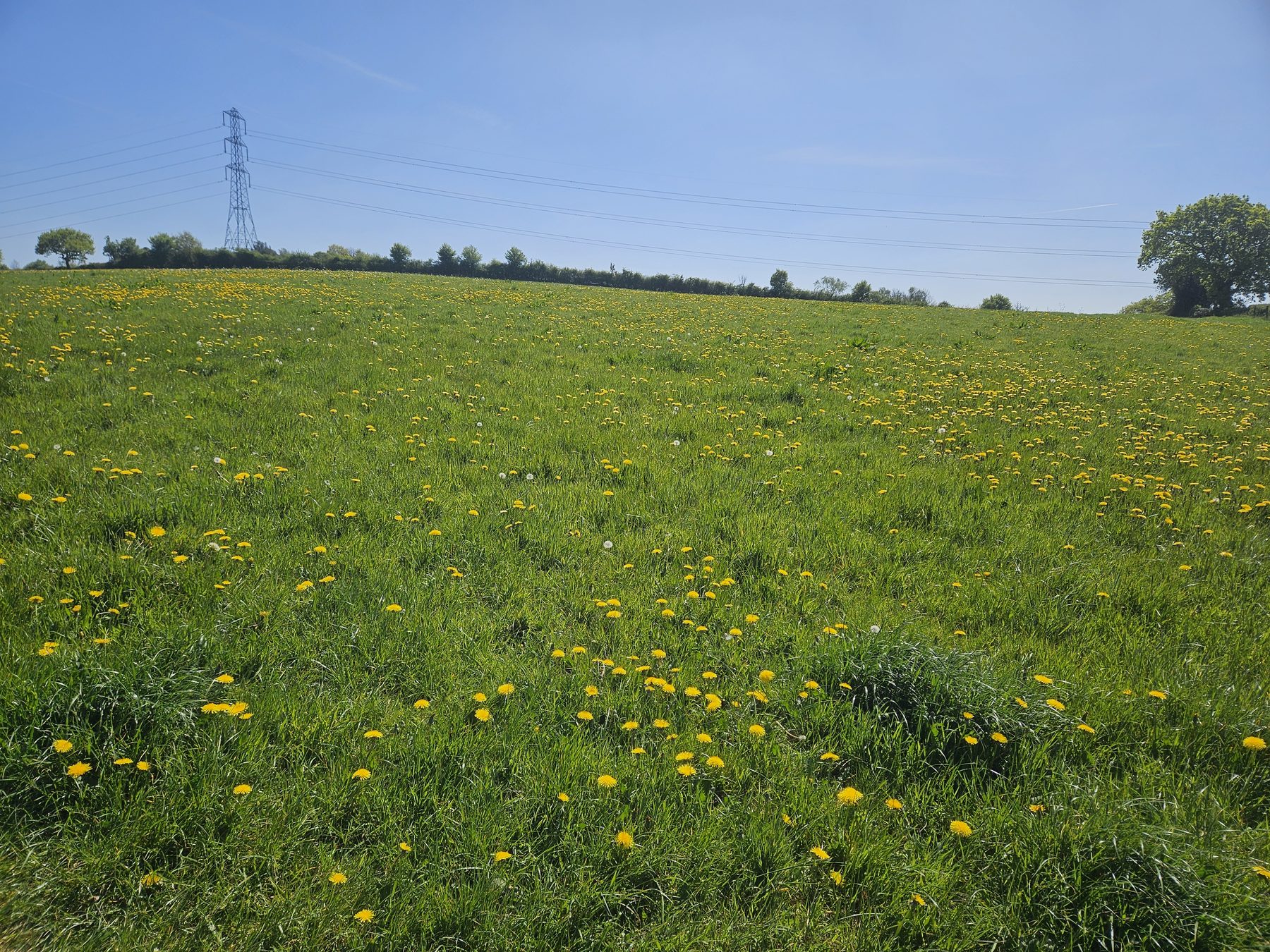 Waseley Hills Country Park Circular