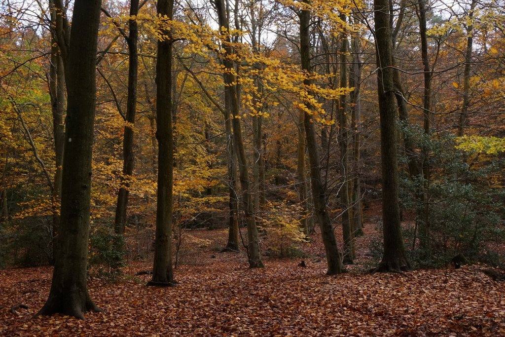 Alice Holt Forest