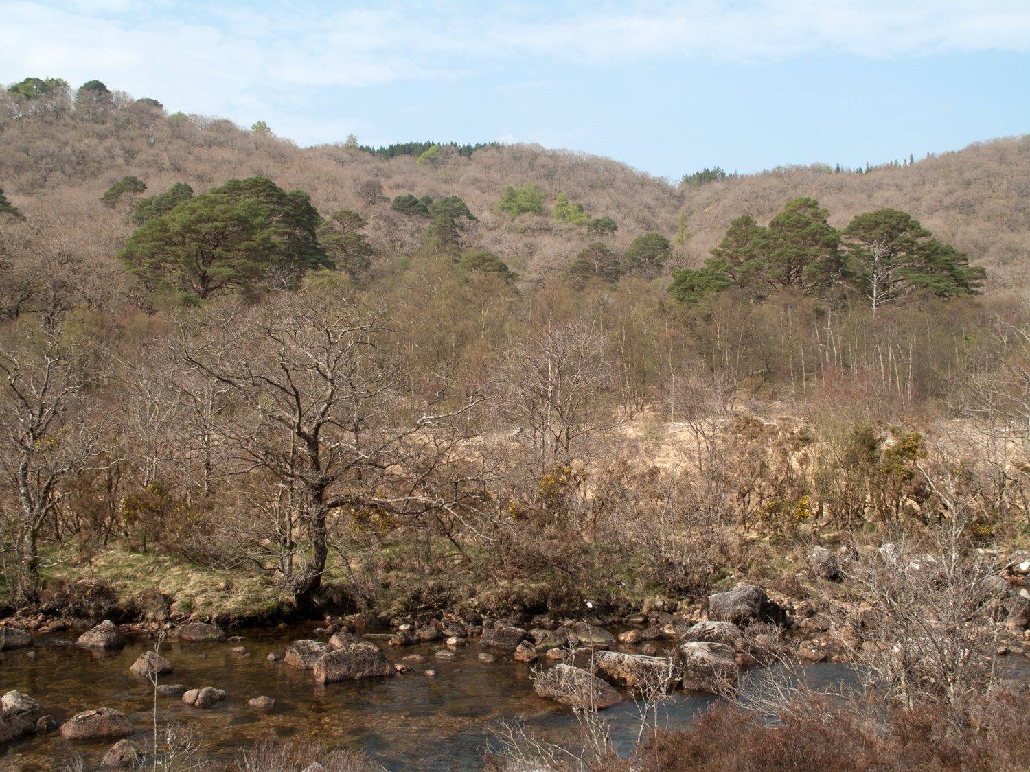 Ariundle Oakwood Circular, Strontian