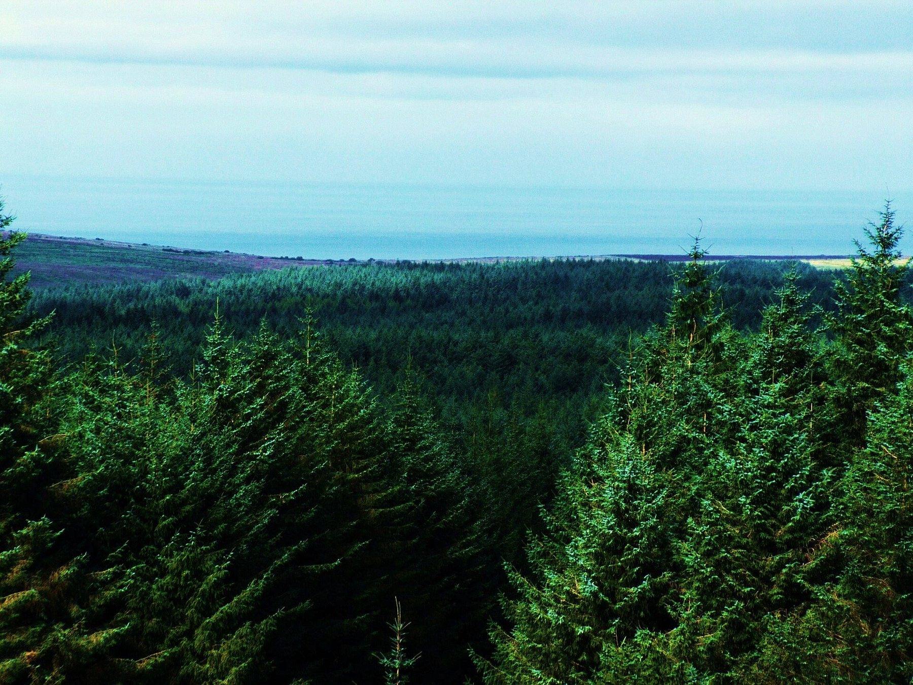 Ballypatrick Forest Walk