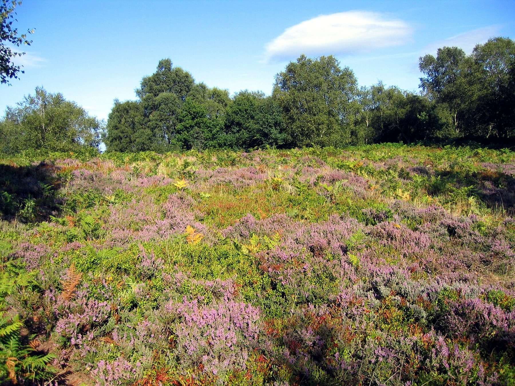 Bickerton Hill, Maiden Castle and Raw Head
