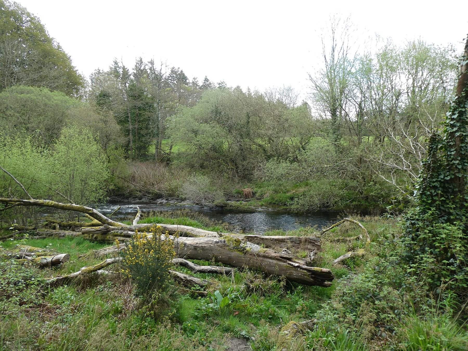 Black Covert Ystwyth Riverside Walk