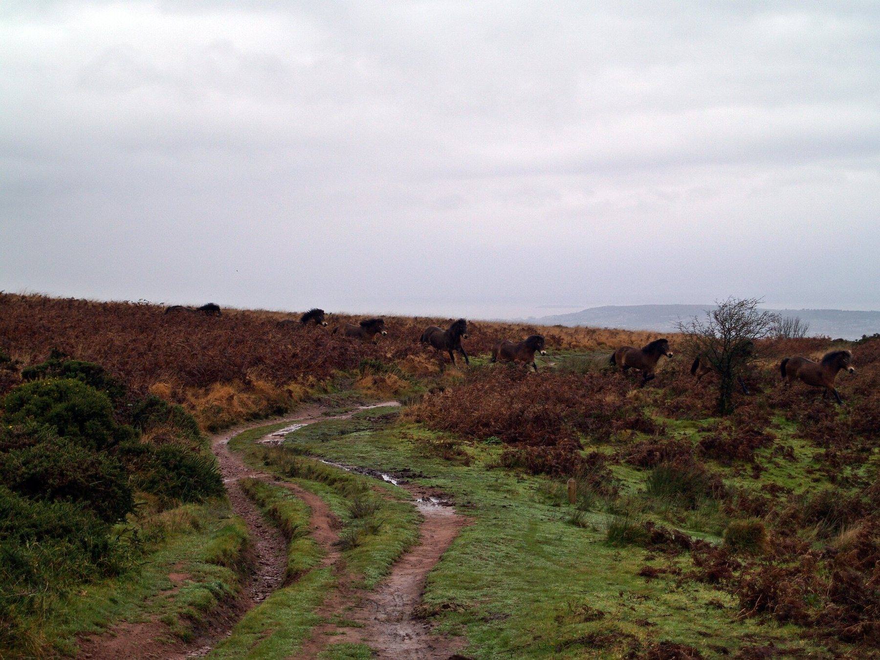 Black Down and Beacon Batch from Burrington Ham